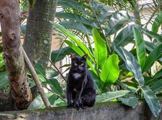chat asian